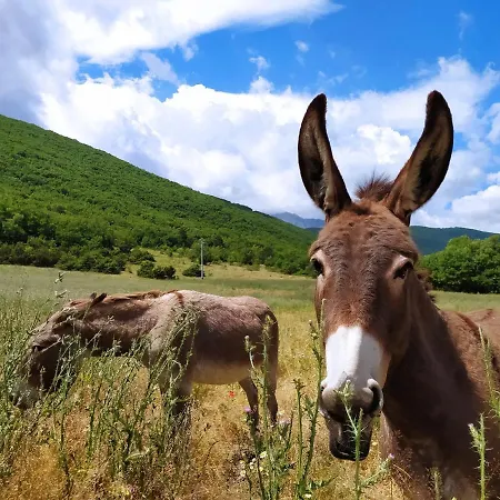 Agrituristico Abruzzomio - Casa Somarello Апартаменты