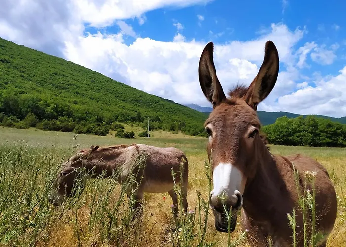 Agrituristico Abruzzomio - Casa Somarello דירה